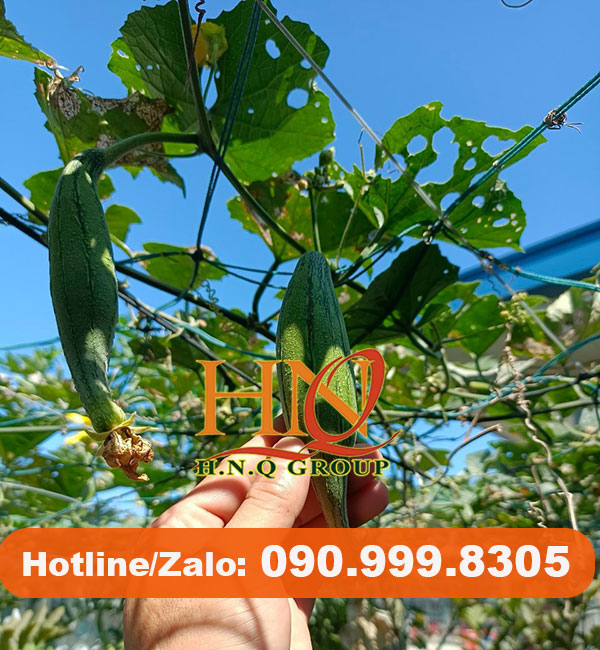 Làm giàn trồng bầu, bí bằng dây cáp thép bọc nhựa